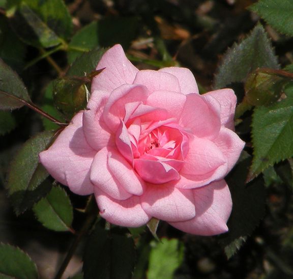 Little Sir Echo photo lse2012_08060028.jpg